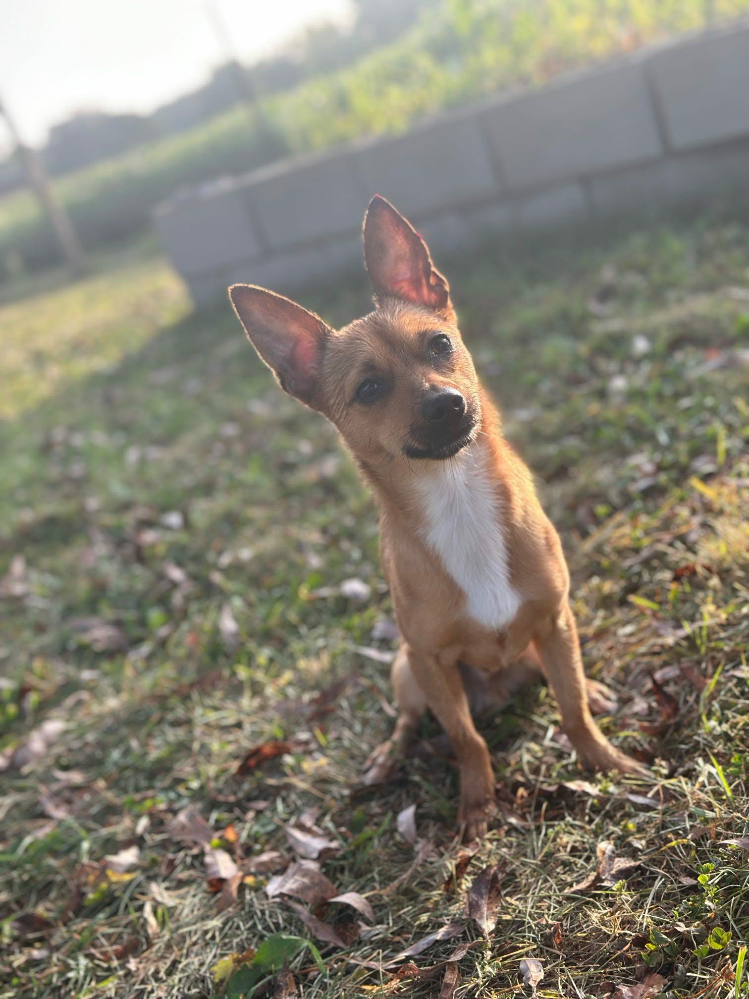 Enlarge Todd, a ADOPTABLE mixed breed in De Pere, WI image 2/5