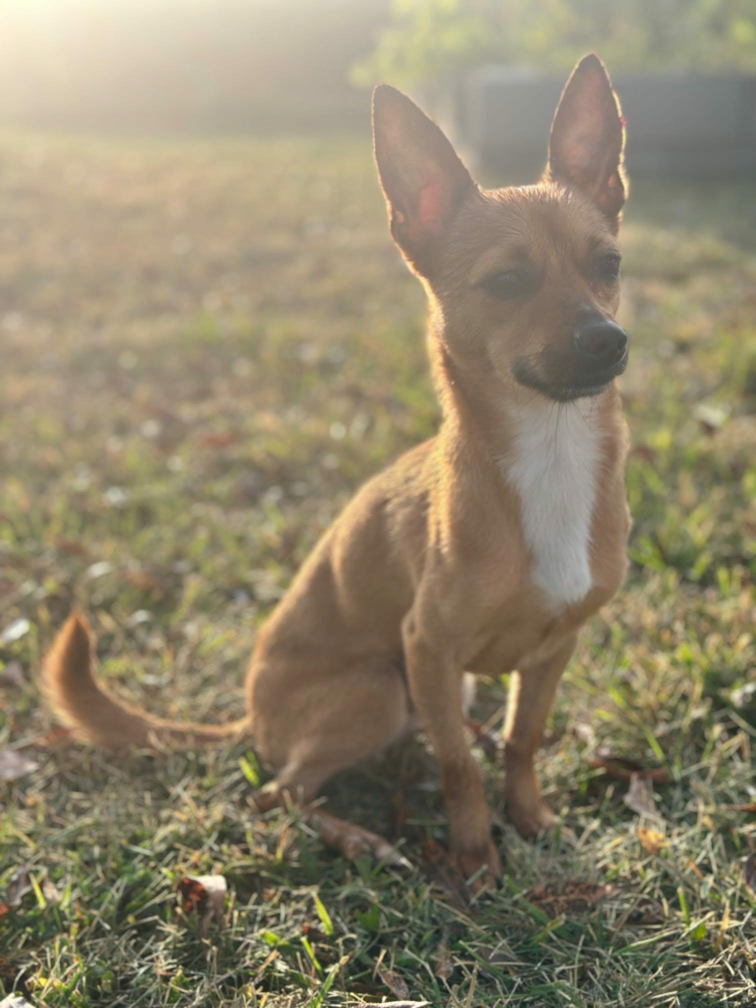 Enlarge Todd, a ADOPTABLE mixed breed in De Pere, WI image 5/5