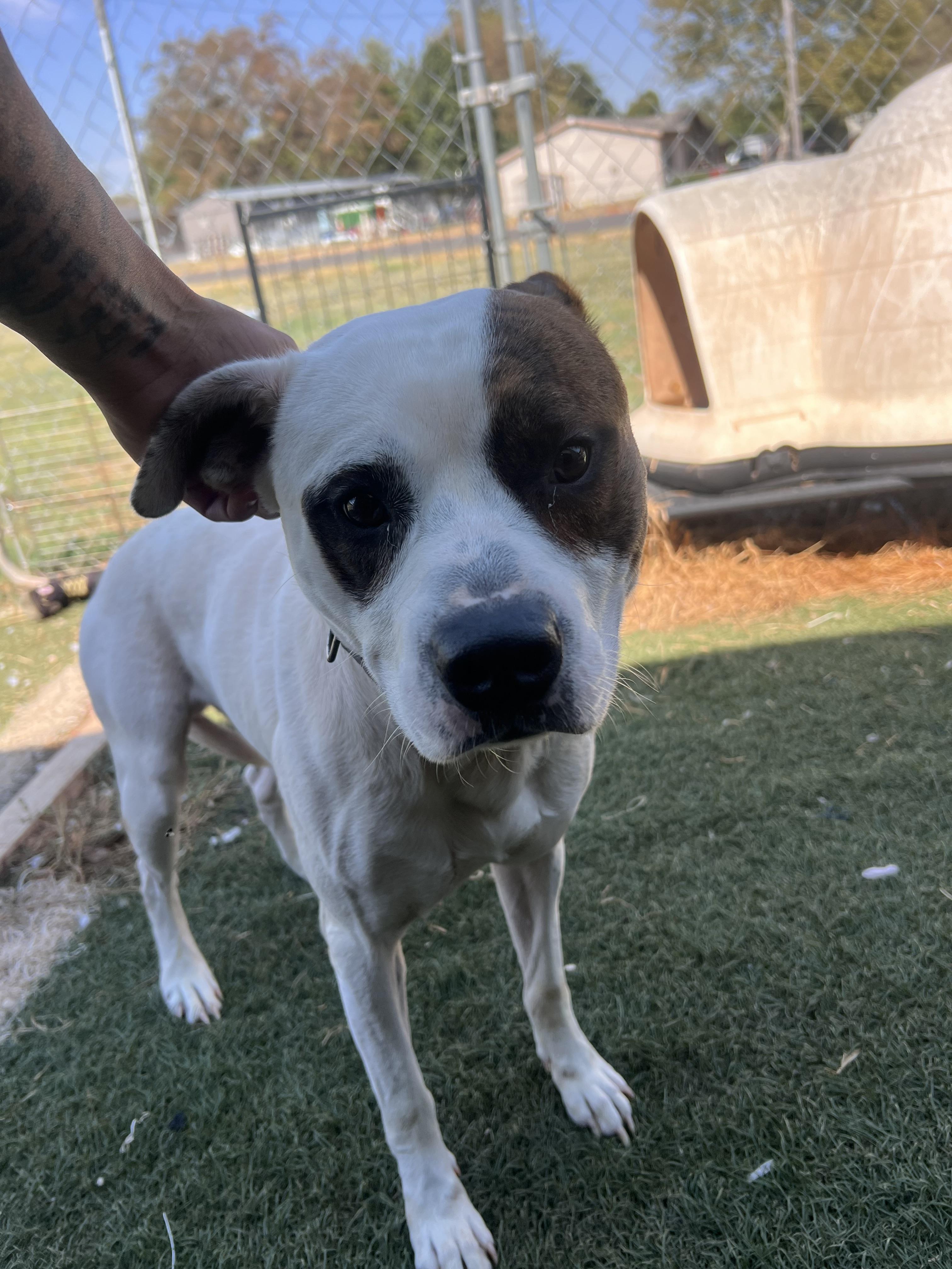 Enlarge Cooper, a Adoptable Pit Bull Terrier in Blanchard, OK image 4/4