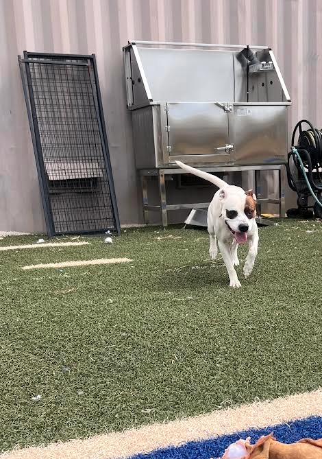 Cooper, Adoptable, Adult Male Pit Bull Terrier.