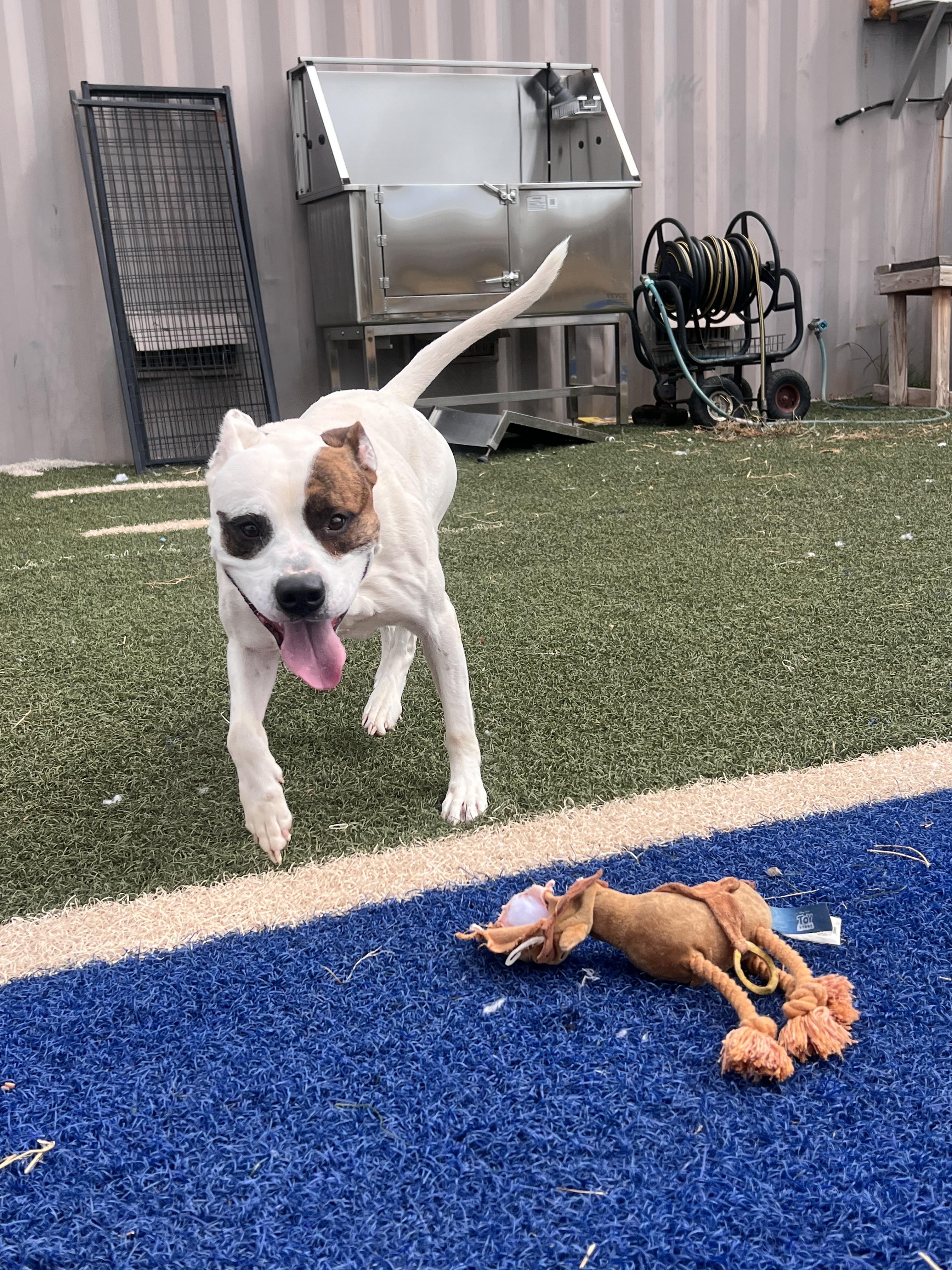 Enlarge Cooper, a Adoptable Pit Bull Terrier in Blanchard, OK image 2/4