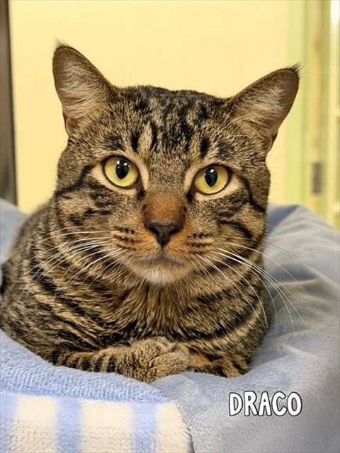 DRACO, Adoptable, Young Male Domestic Short Hair.