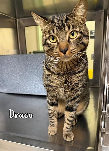DRACO, Adoptable, Young Male Domestic Short Hair.