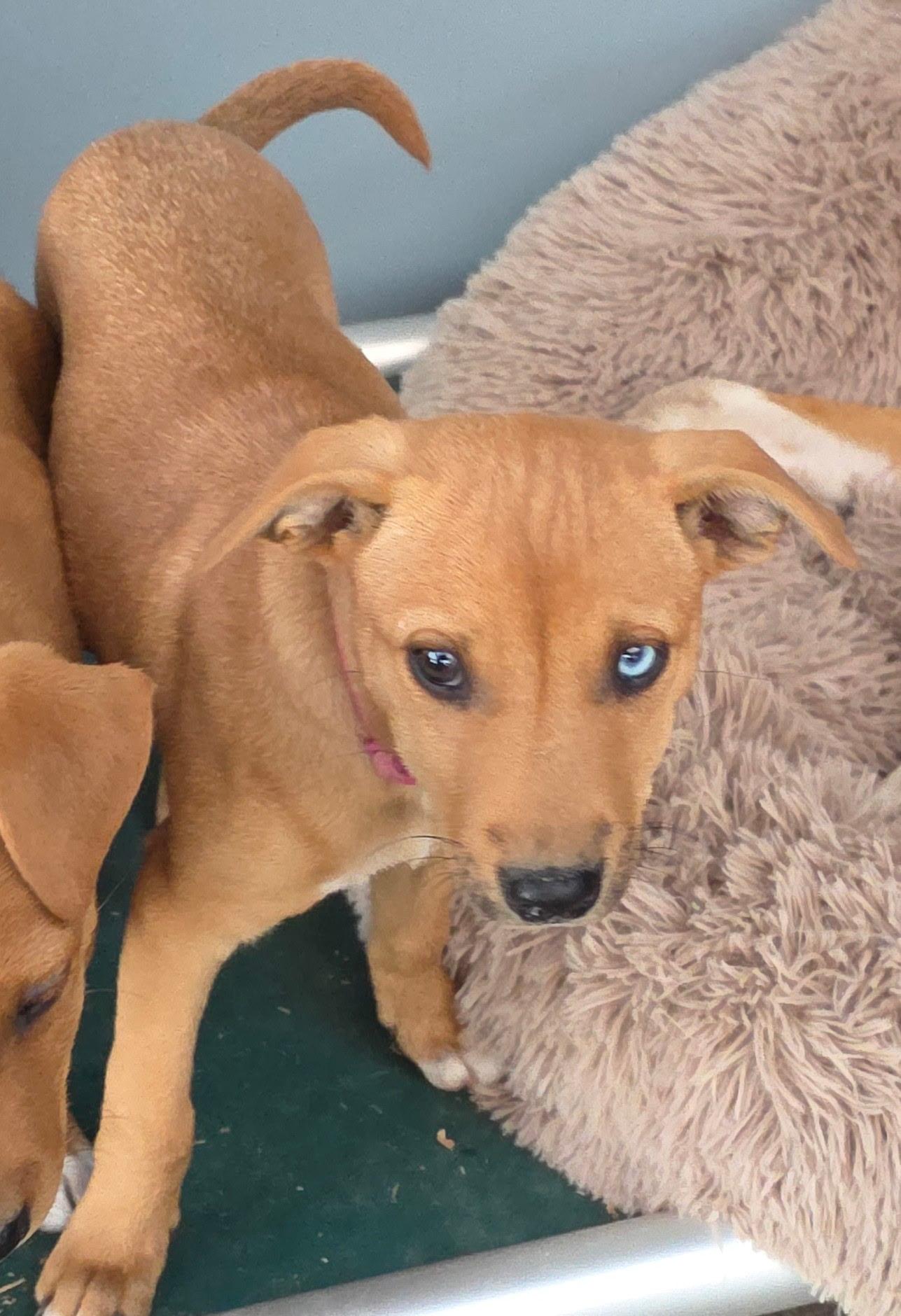 Enlarge Lela, a Adoptable mixed breed in Riverton, WY image 2/4