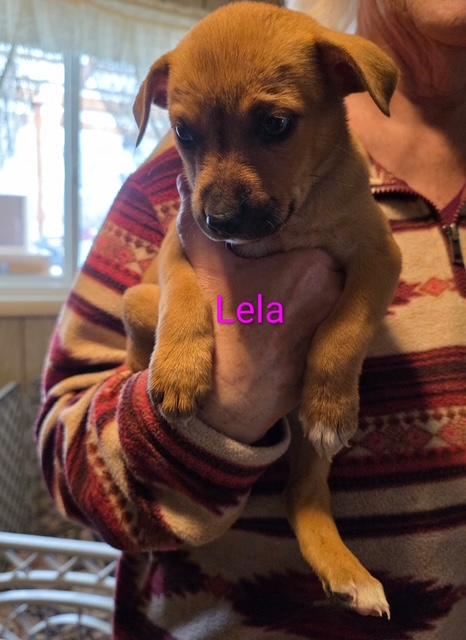 Enlarge Lela, a Adoptable mixed breed in Riverton, WY image 3/4