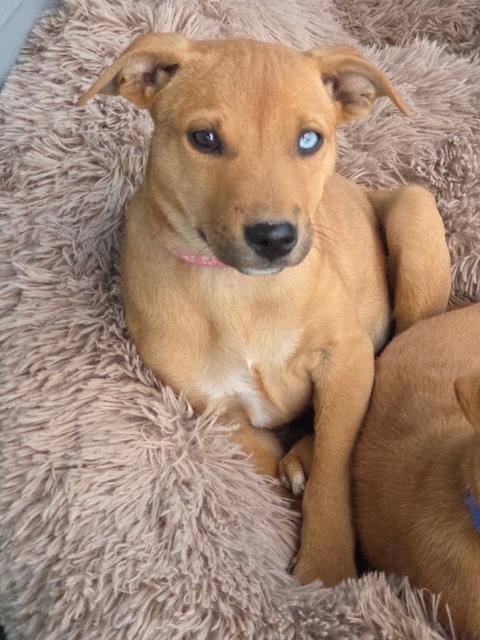 Enlarge Lela, a Adoptable mixed breed in Riverton, WY image 4/4