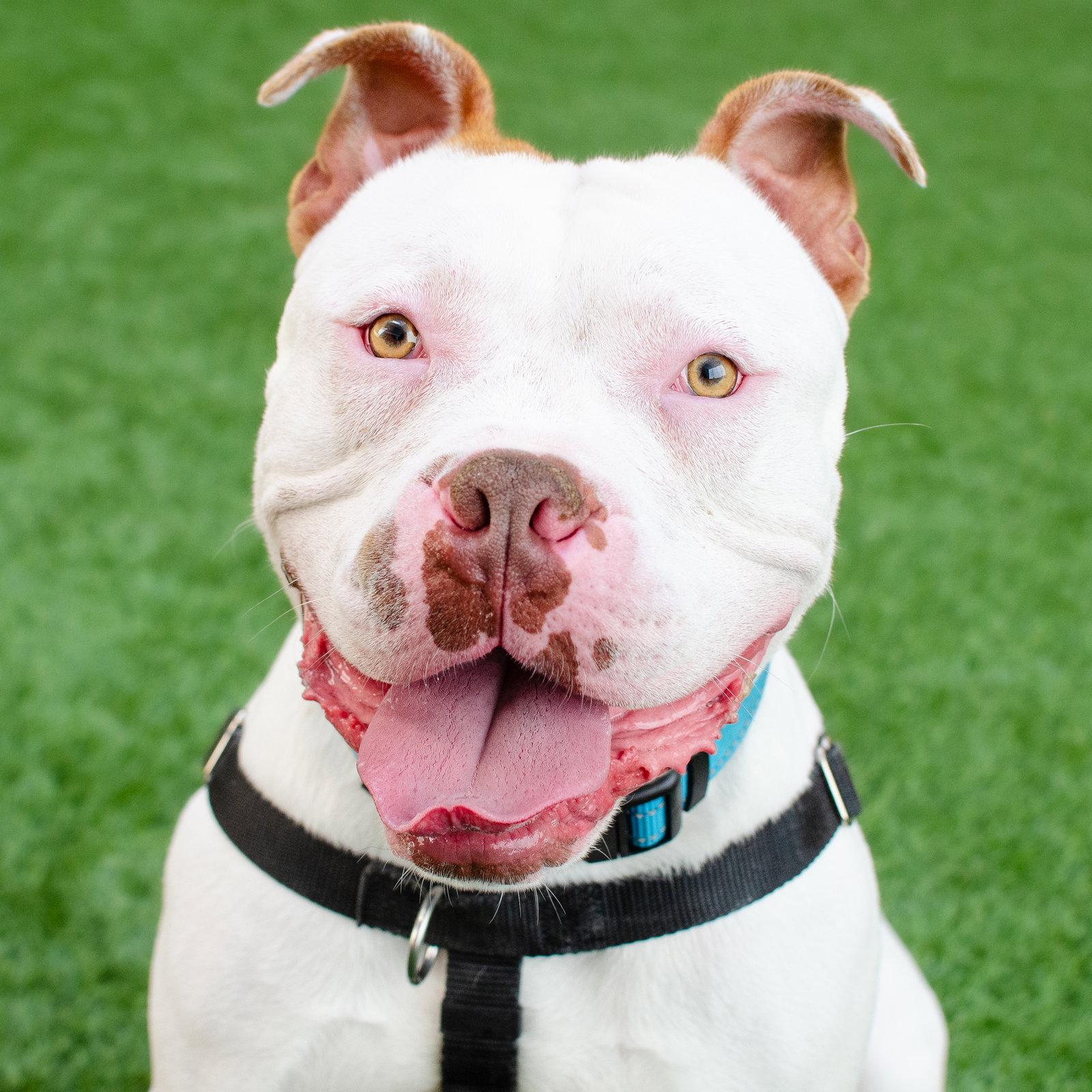 Enlarge Miklo, a Adoptable Pit Bull Terrier in Burlingame, CA image 1/3