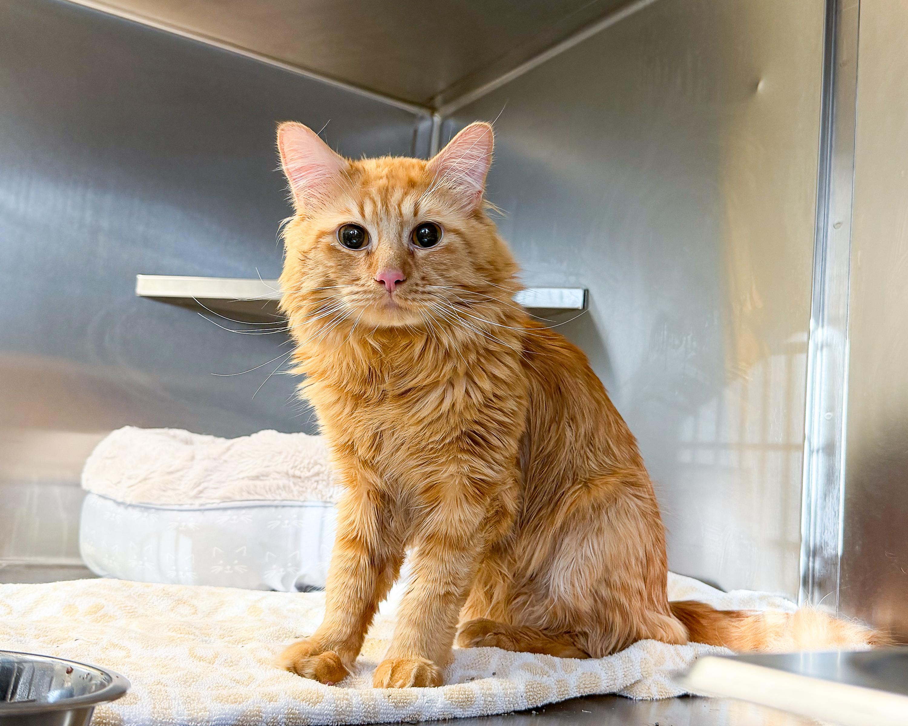 Matchstick , adopted, Young Male Domestic Medium Hair.