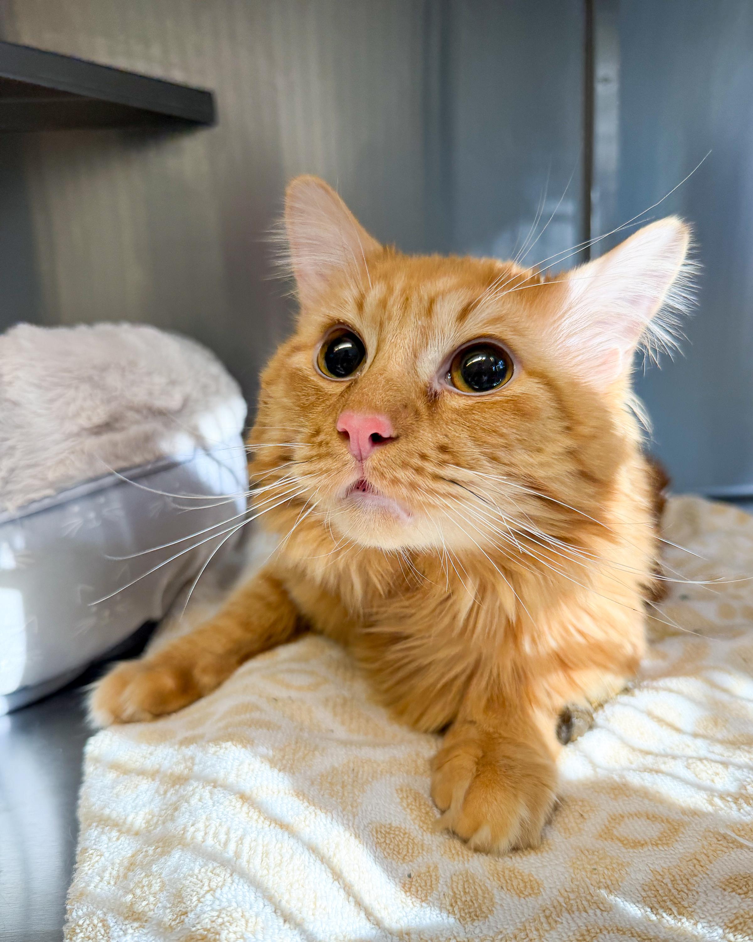 Matchstick , an adopted Domestic Medium Hair in Scituate, MA image 2/3