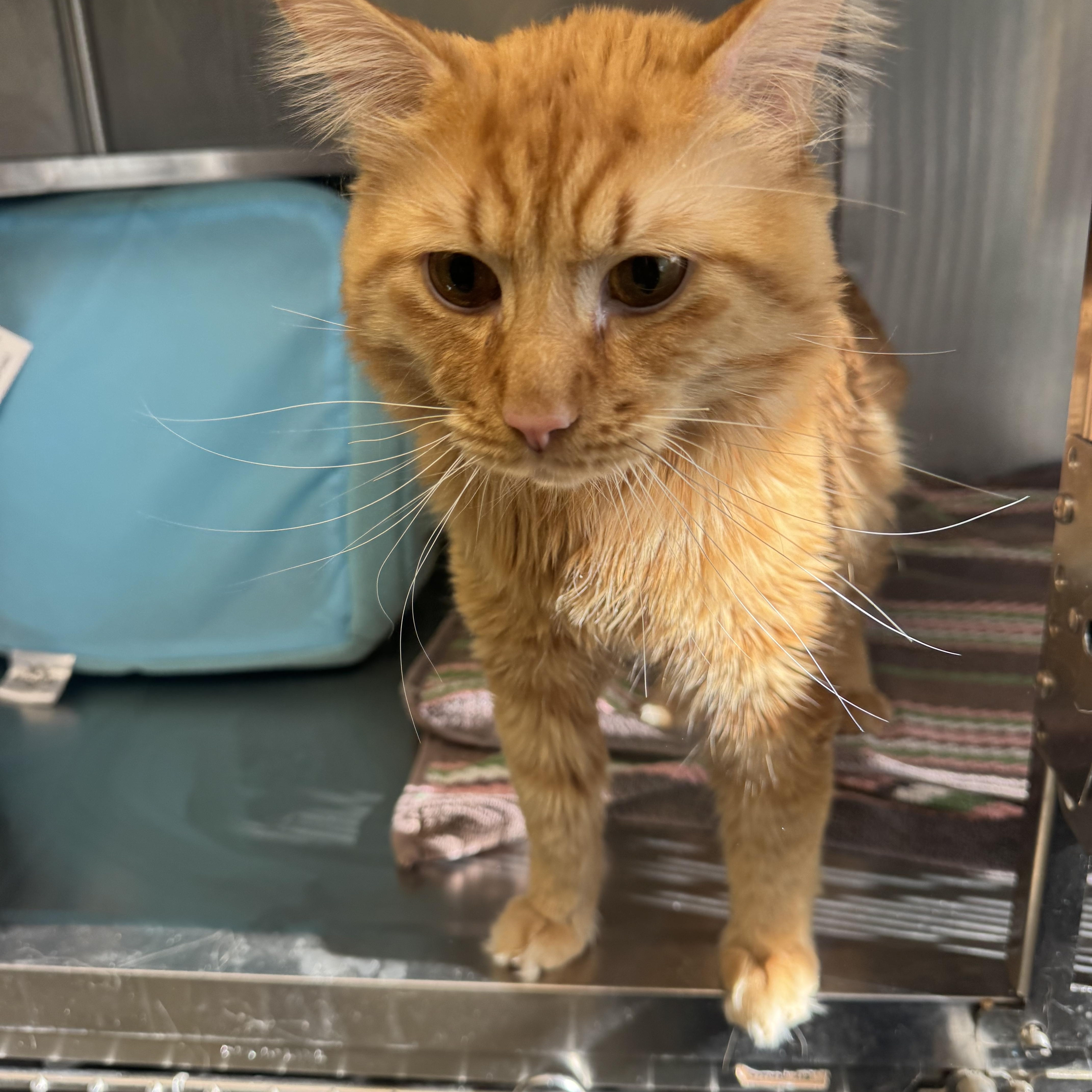 Matchstick , an adopted Domestic Medium Hair in Scituate, MA image 3/3