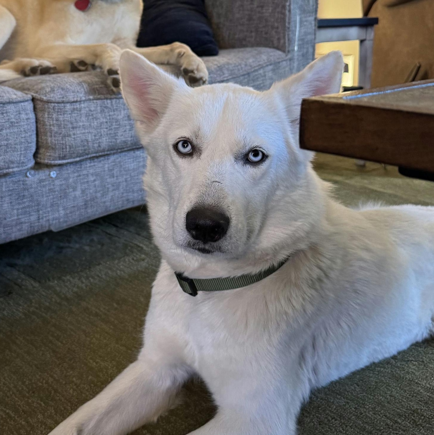 Sasha, an adopted mixed breed in Houston, TX image 2/6