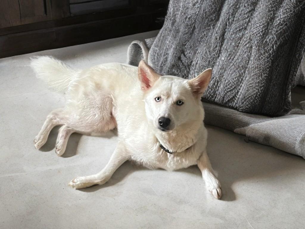 Sasha, an adopted mixed breed in Houston, TX image 3/6