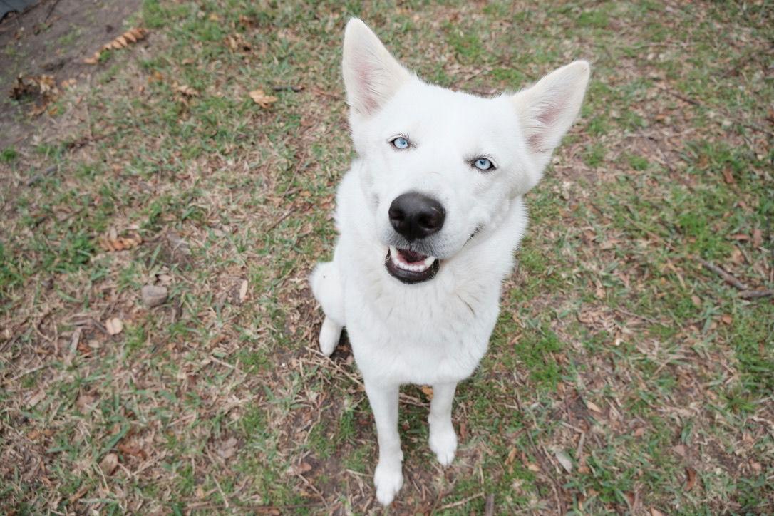 Sasha, an adopted mixed breed in Houston, TX image 1/6
