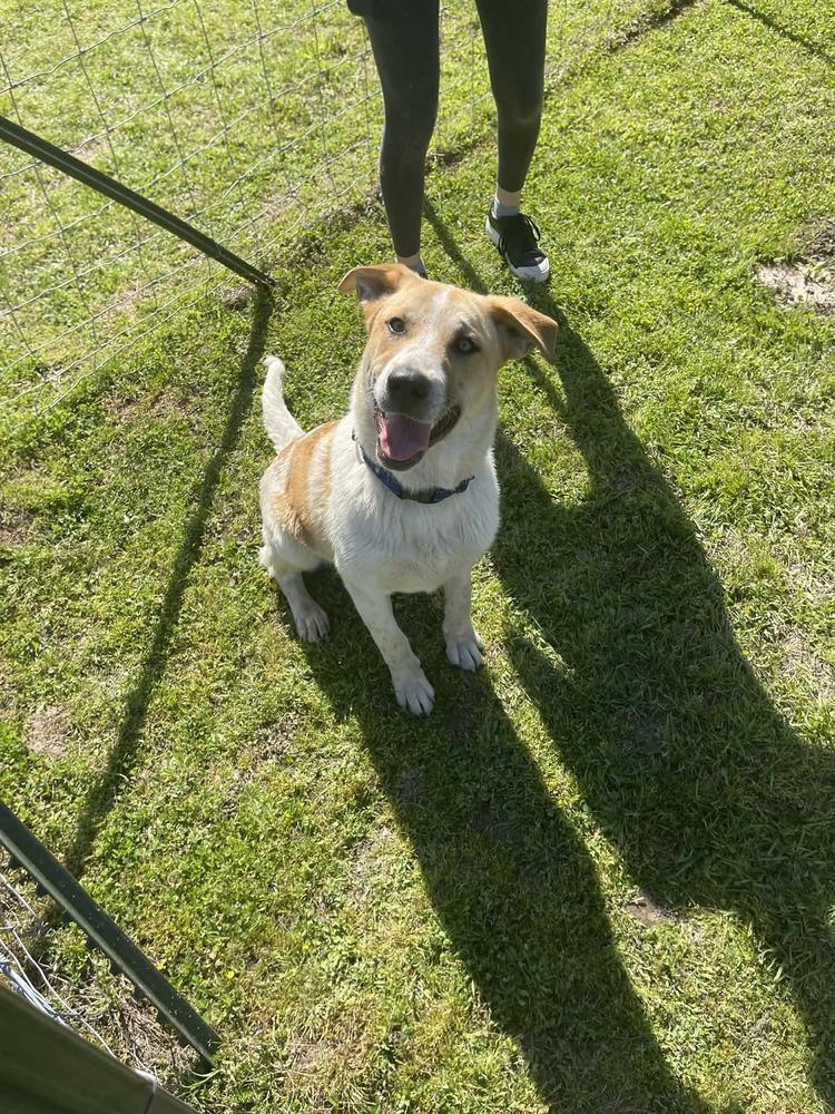 Patrick, Adoptable, Adult Male Mixed Breed.