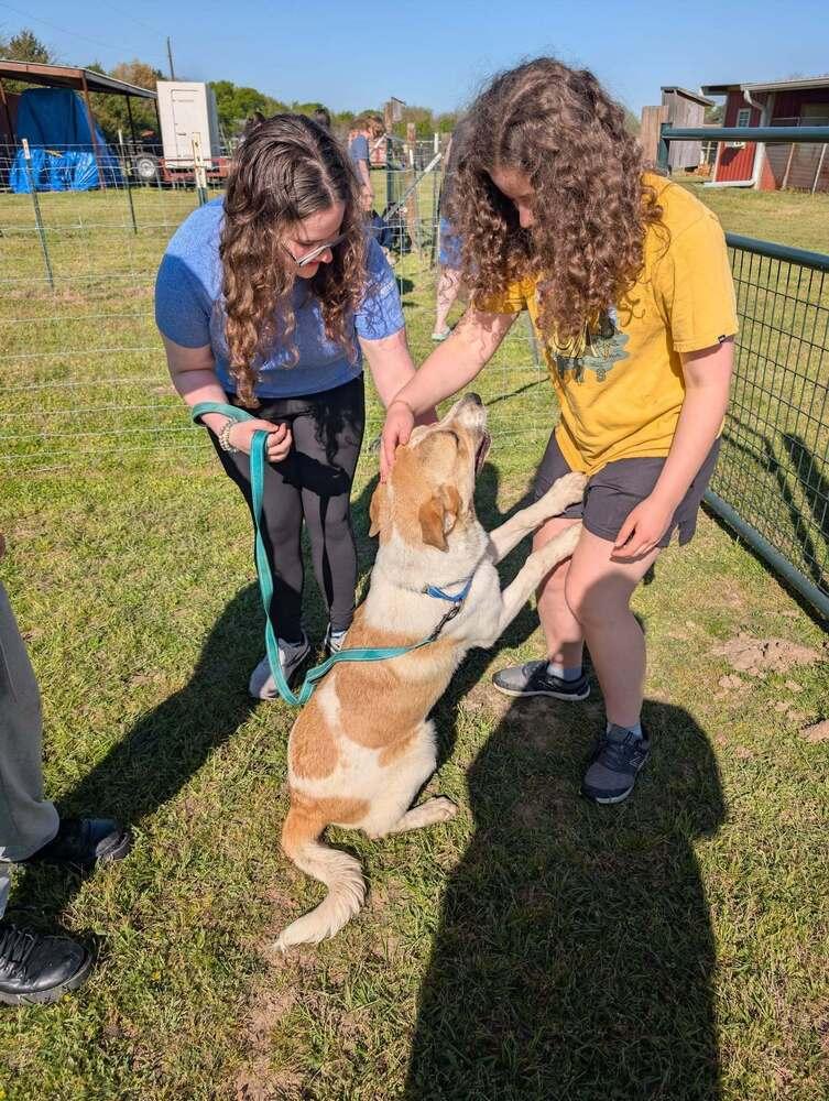 Enlarge Patrick, a Adoptable mixed breed in Lone Oak, TX image 3/4