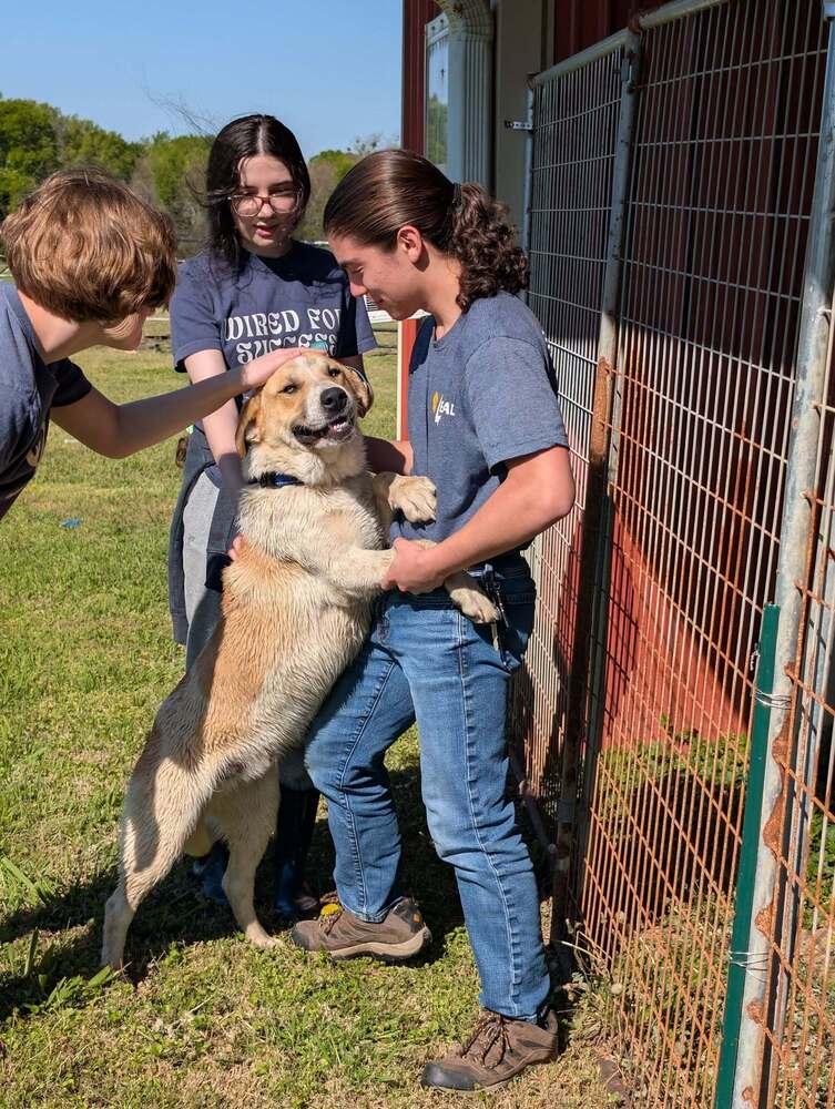 Enlarge Patrick, a Adoptable mixed breed in Lone Oak, TX image 4/4