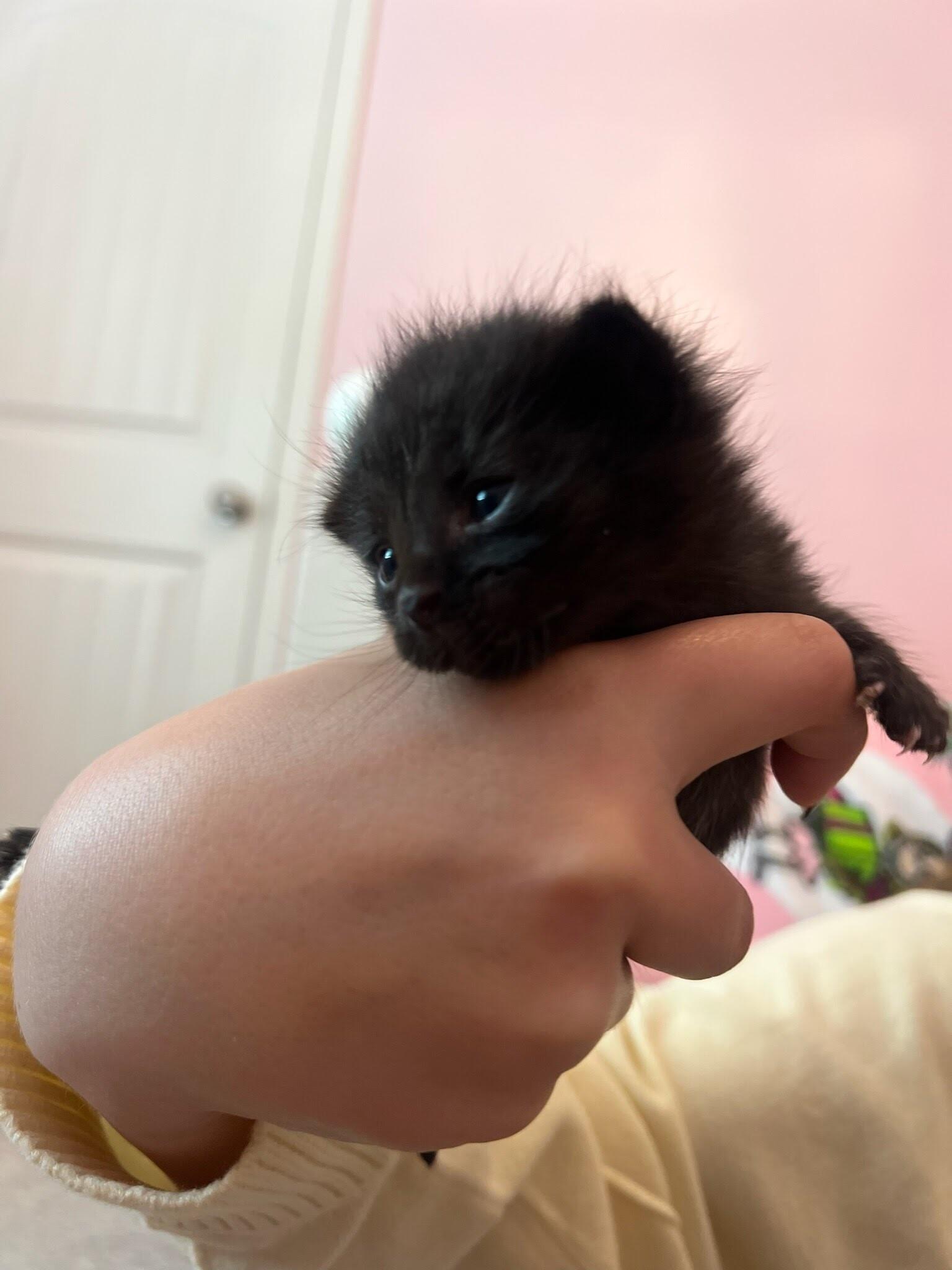 Giuseppe, Adoptable, Kitten Male Domestic Short Hair.