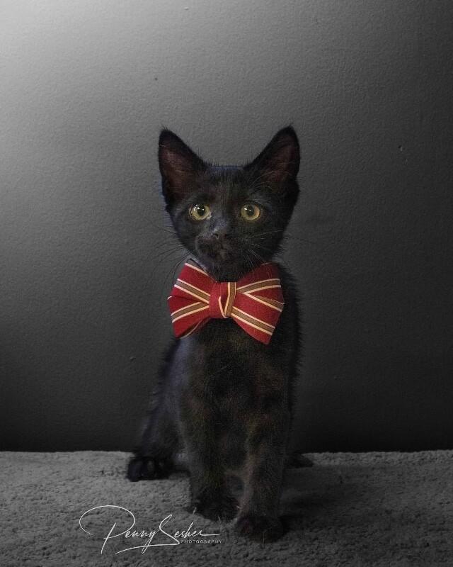Enlarge Giuseppe, a Adoptable Domestic Short Hair in Belton, MO image 4/4