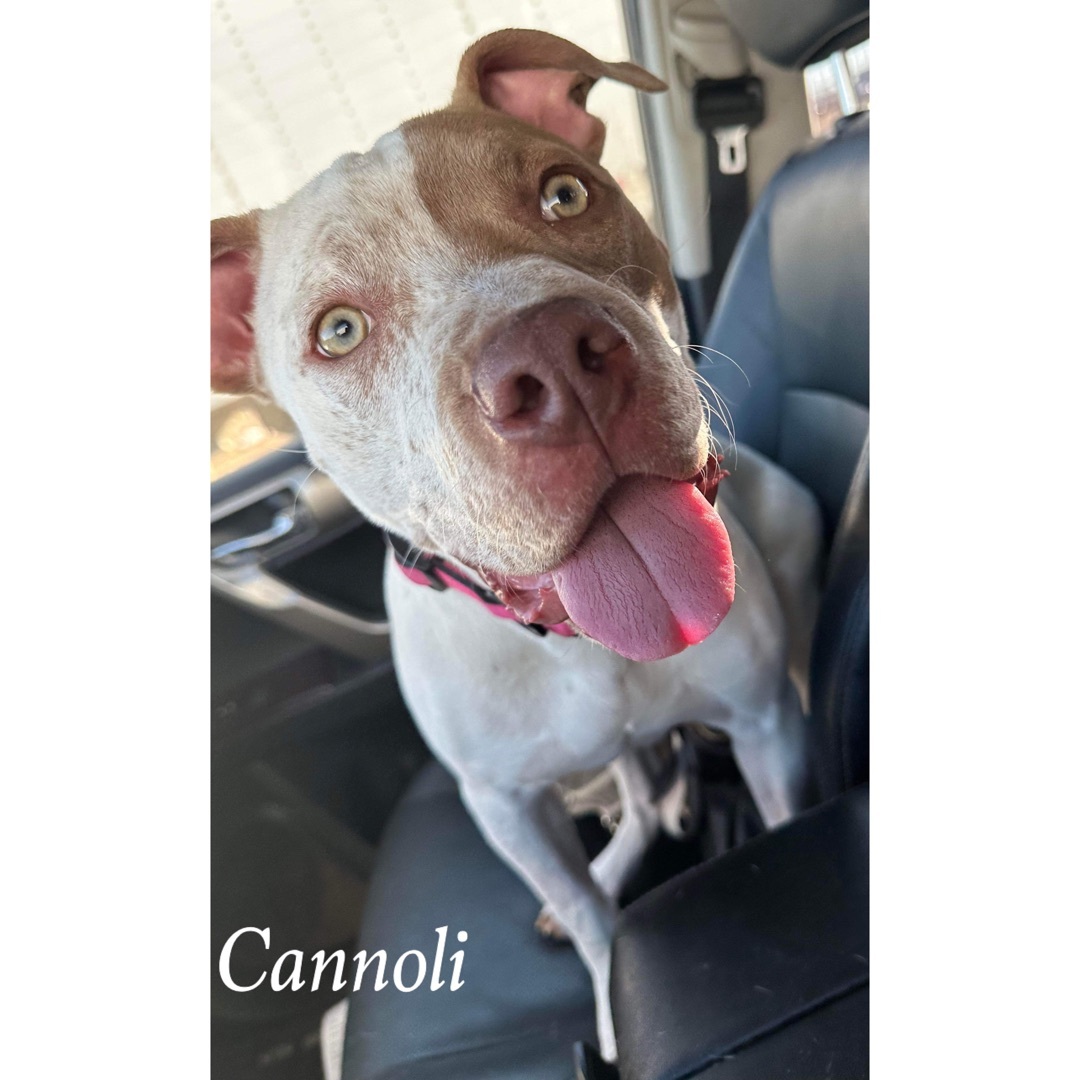 Cannoli, Adult Female Pit Bull Terrier