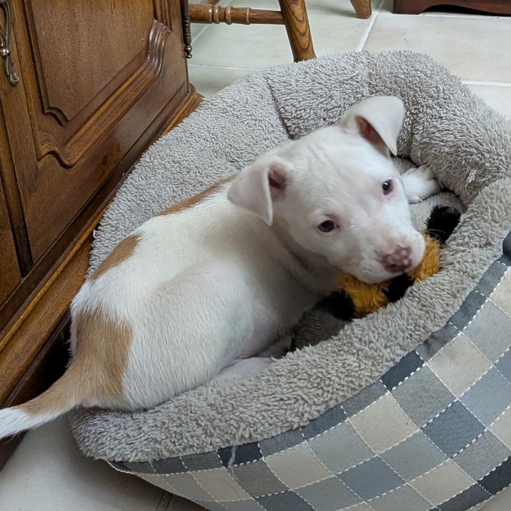 Armani, Adoptable, Puppy Male Cattle Dog & Australian Shepherd.