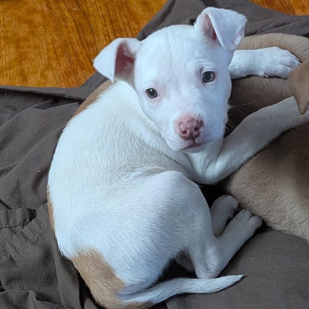 Enlarge Armani, a Adoptable mixed breed in Lee's Summit, MO image 2/2