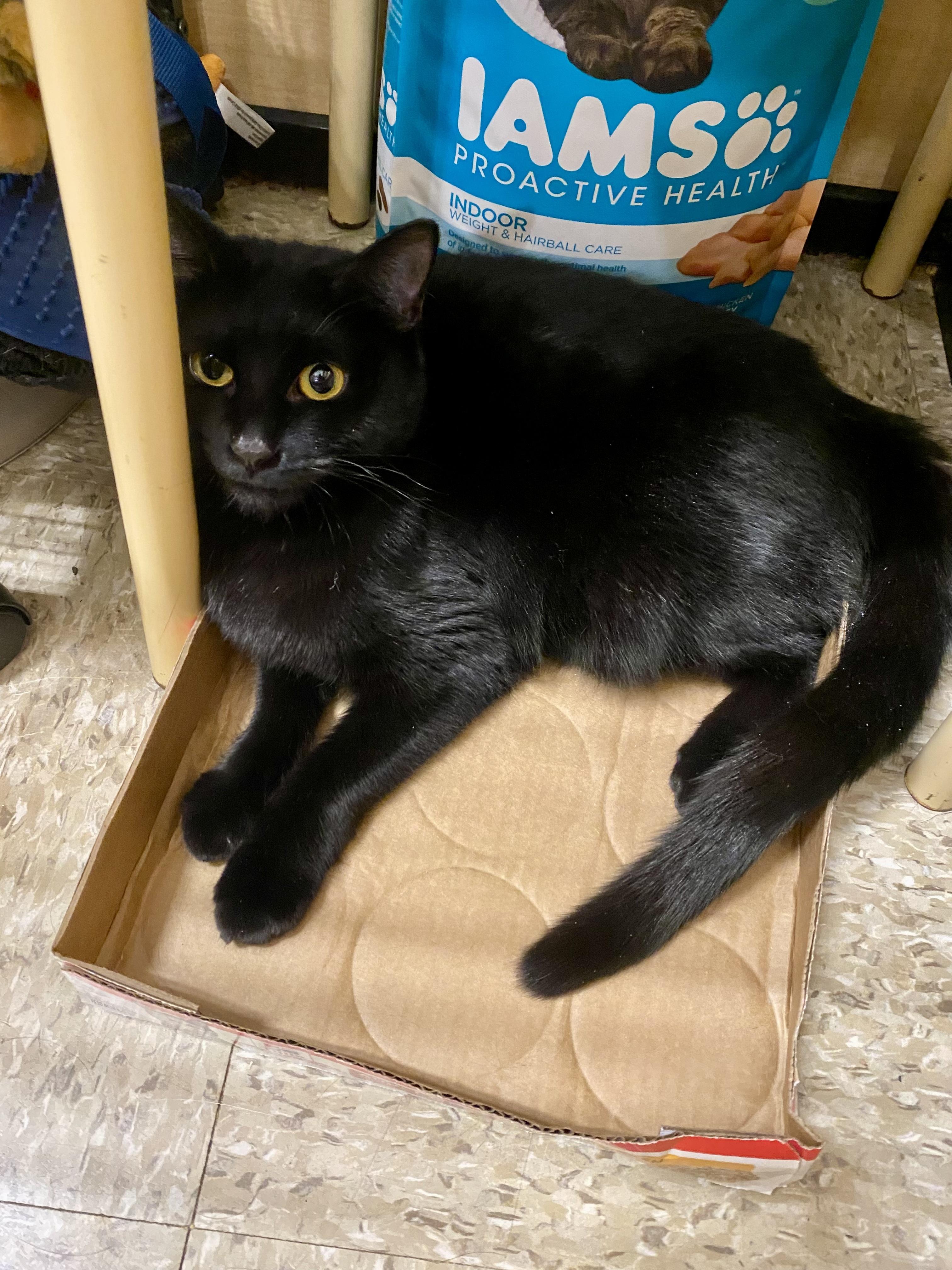 Pixie (bonded with Milo), Adoptable, Kitten Female Domestic Short Hair.