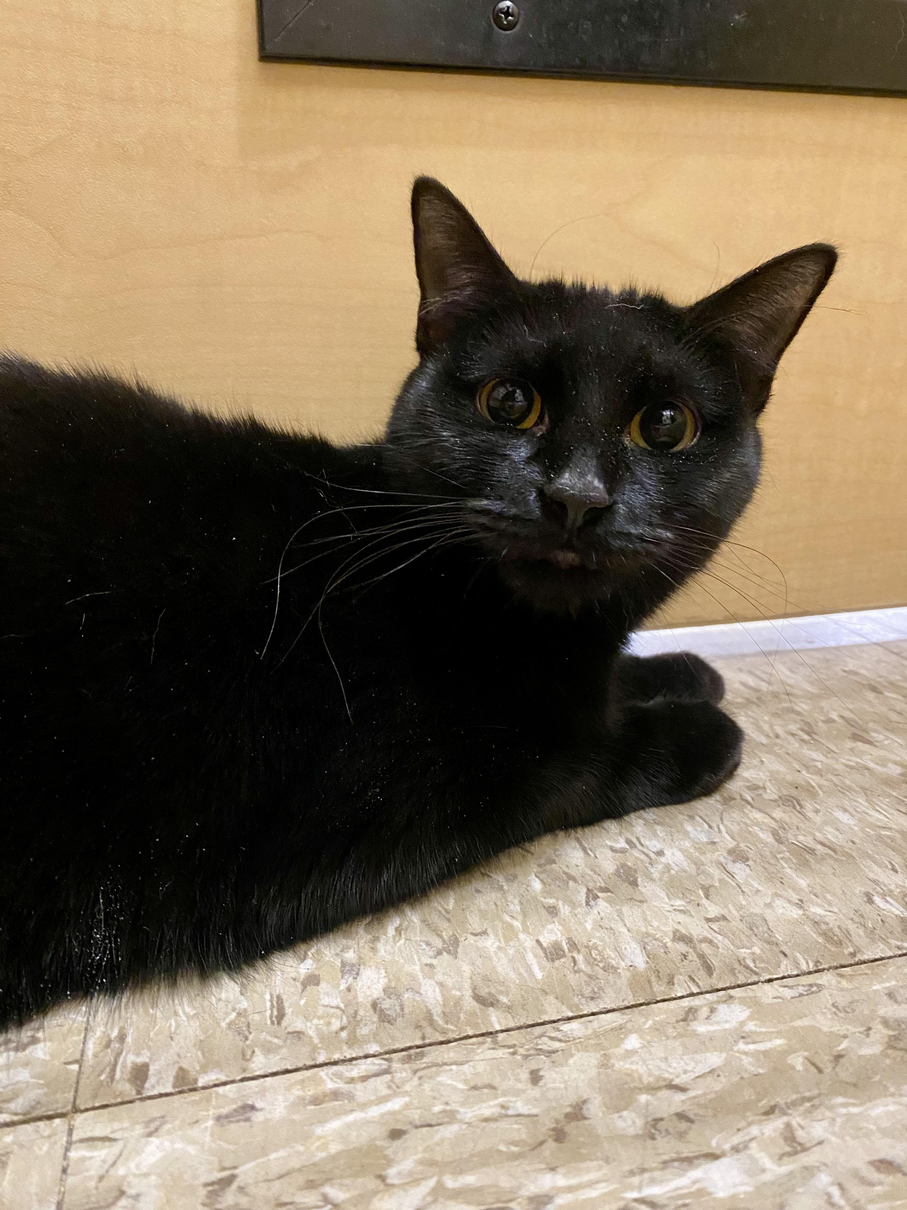 Enlarge Pixie (bonded with Milo), a Adoptable Domestic Short Hair in Worcester, MA image 3/4