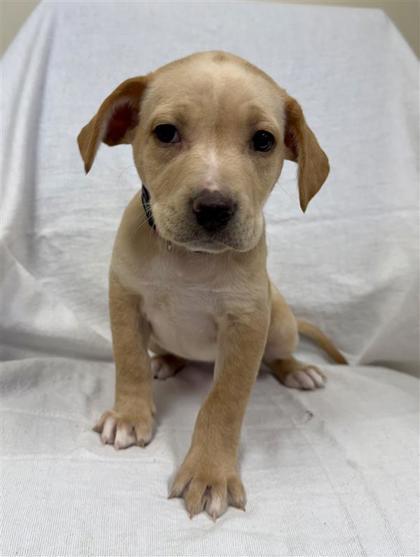 Angel, Adoptable, Puppy Female Pit Bull Terrier & Mixed Breed.