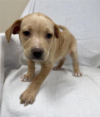 Enlarge Angel, a Adoptable mixed breed in Hutchinson, KS image 2/3