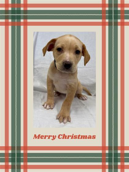 Enlarge Angel, a Adoptable mixed breed in Hutchinson, KS image 3/3