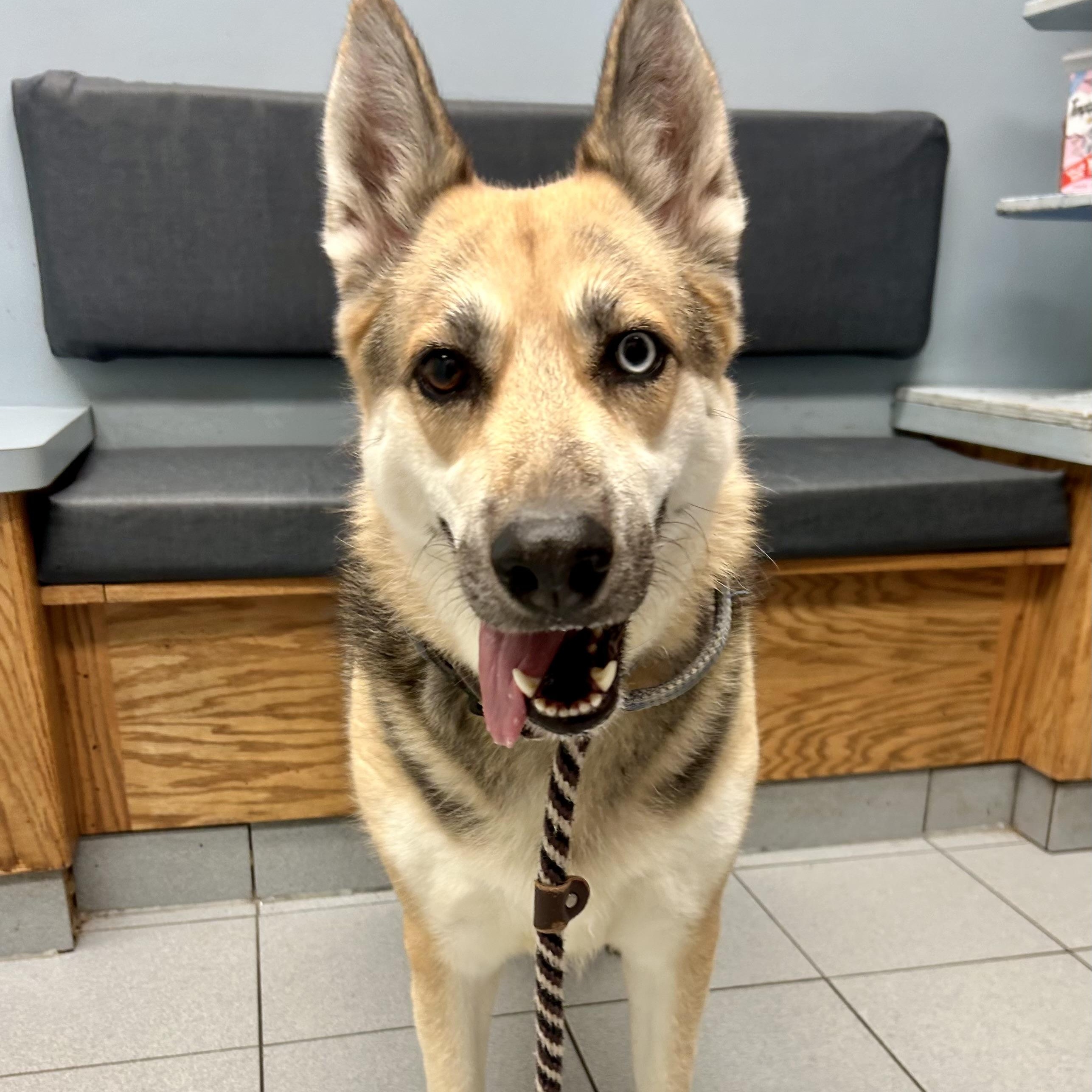 Enlarge Quinn, a Adoptable mixed breed in Buffalo, NY image 1/6
