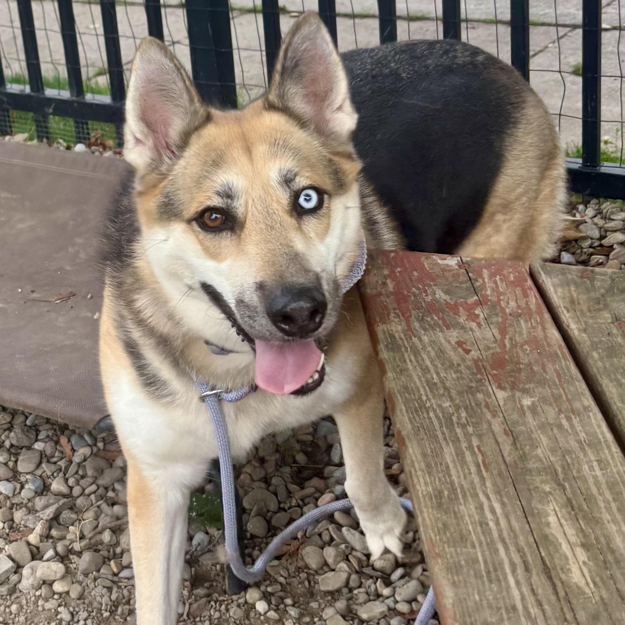 Enlarge Quinn, a Adoptable mixed breed in Buffalo, NY image 3/6