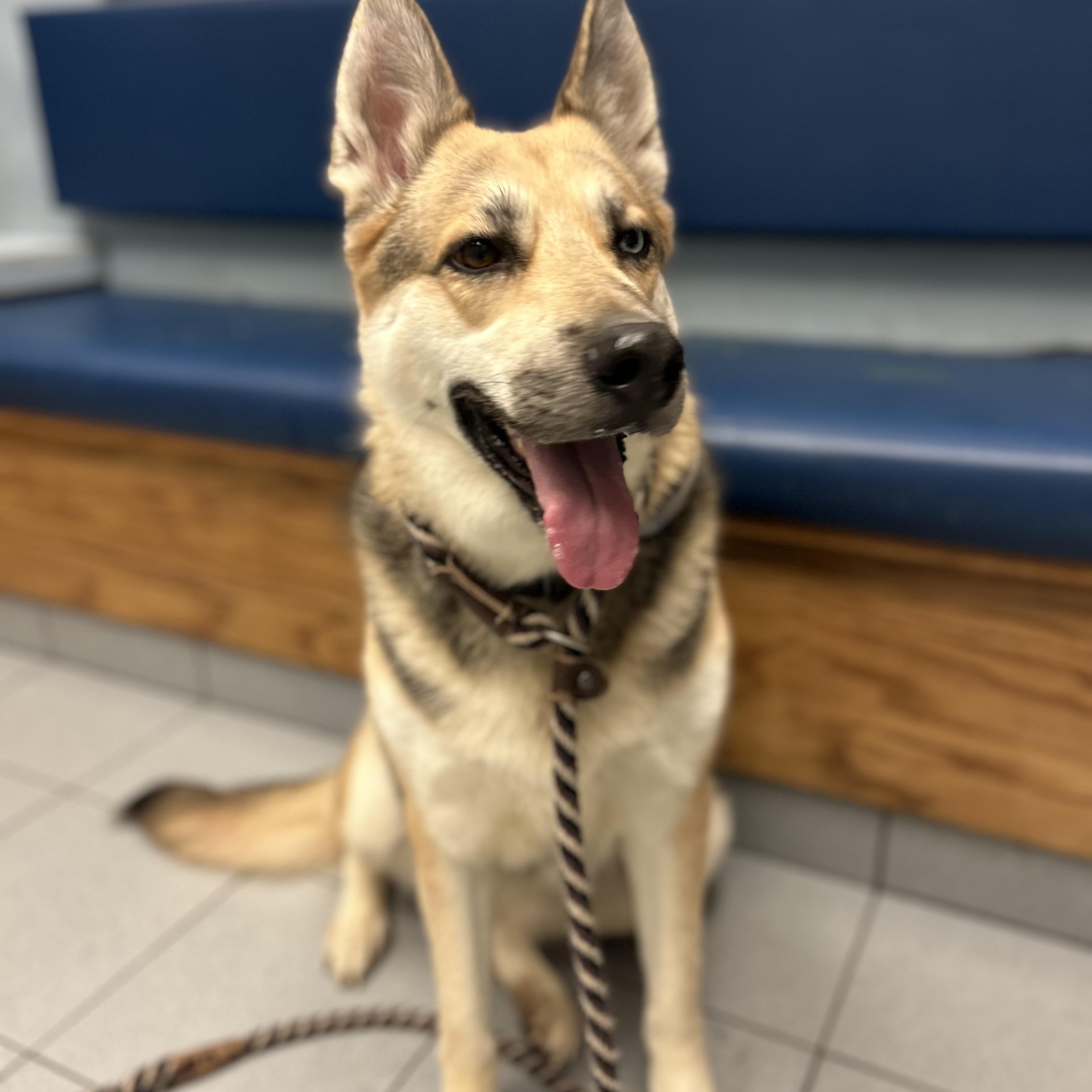 Enlarge Quinn, a Adoptable mixed breed in Buffalo, NY image 5/6