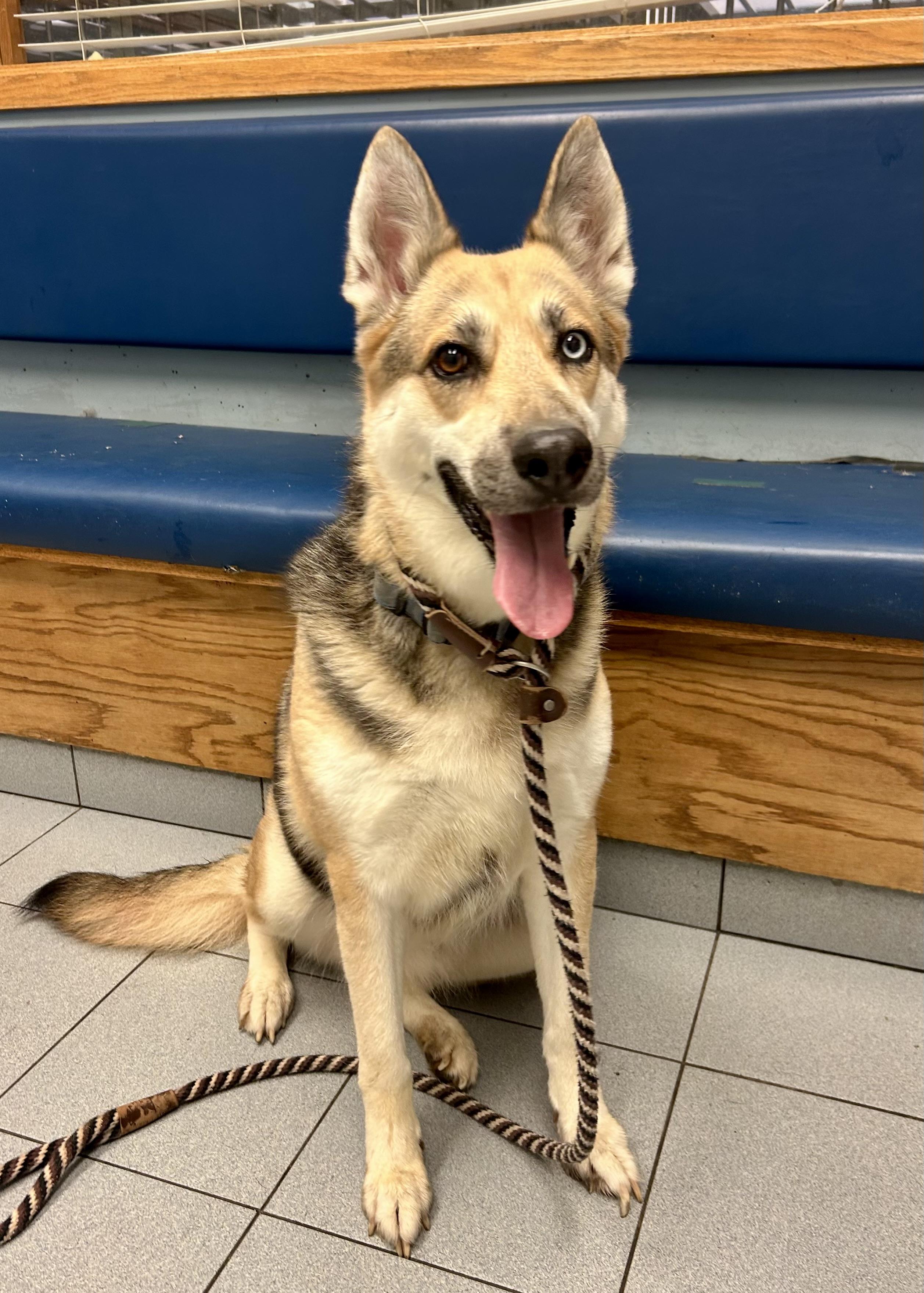 Enlarge Quinn, a Adoptable mixed breed in Buffalo, NY image 4/6