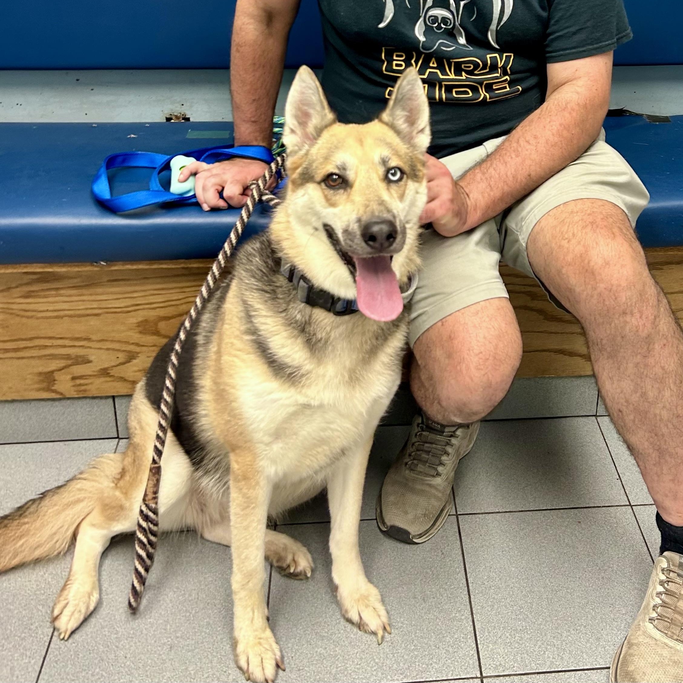 Enlarge Quinn, a Adoptable mixed breed in Buffalo, NY image 2/6
