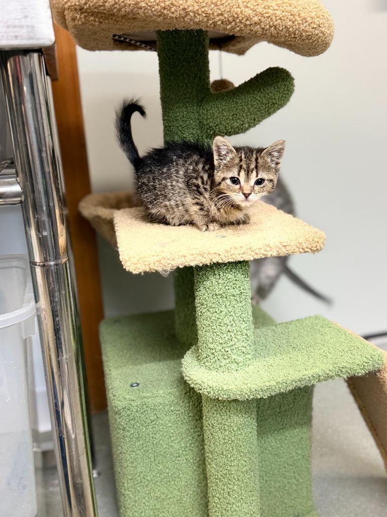 BUTTON, Adoptable, Kitten Female Domestic Long Hair.