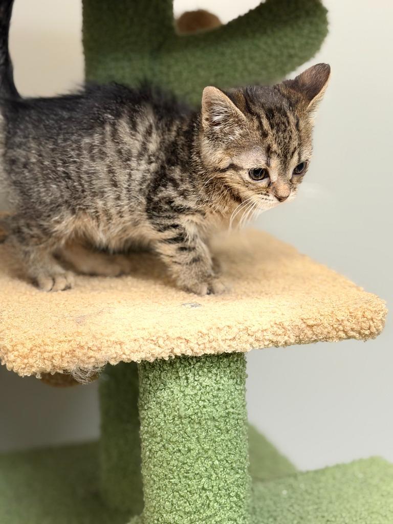 Enlarge BUTTON, a Adoptable mixed breed in Algona, IA image 2/2
