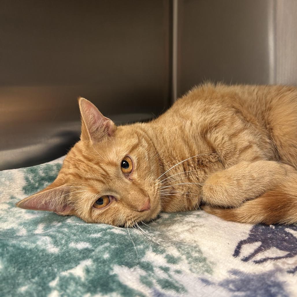 Helios, Adoptable, Adult Male Domestic Short Hair.