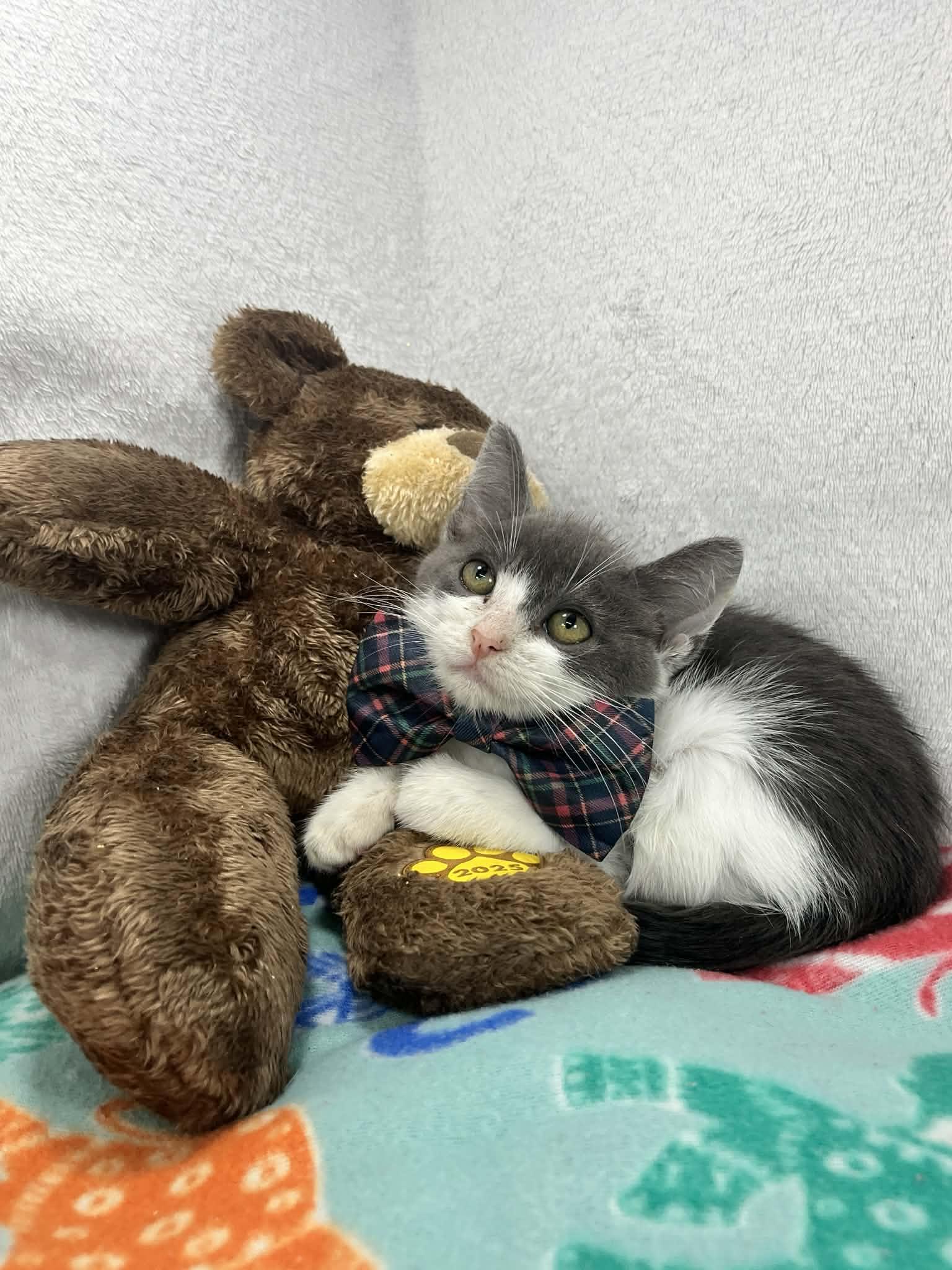 Cronos, ADOPTABLE, Kitten Male Tuxedo.