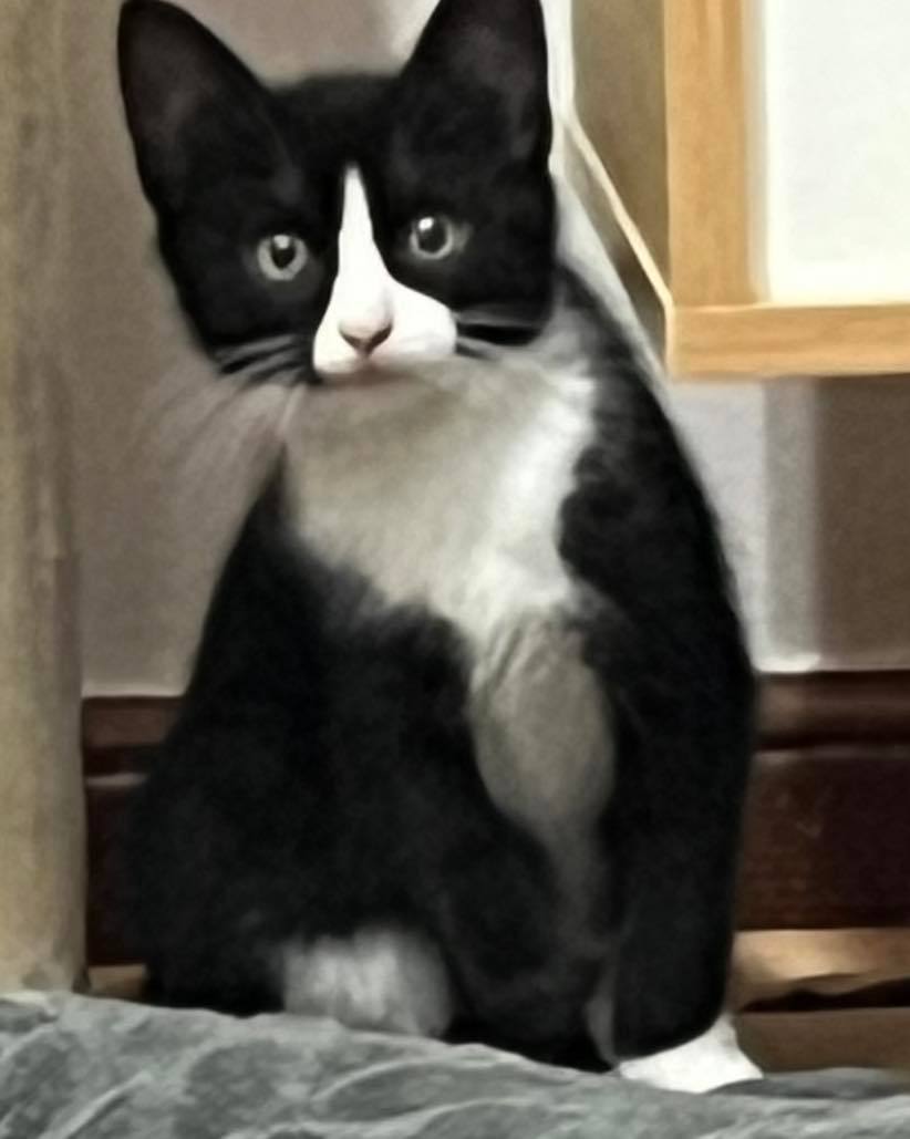Jason, Baby Male Domestic Short Hair