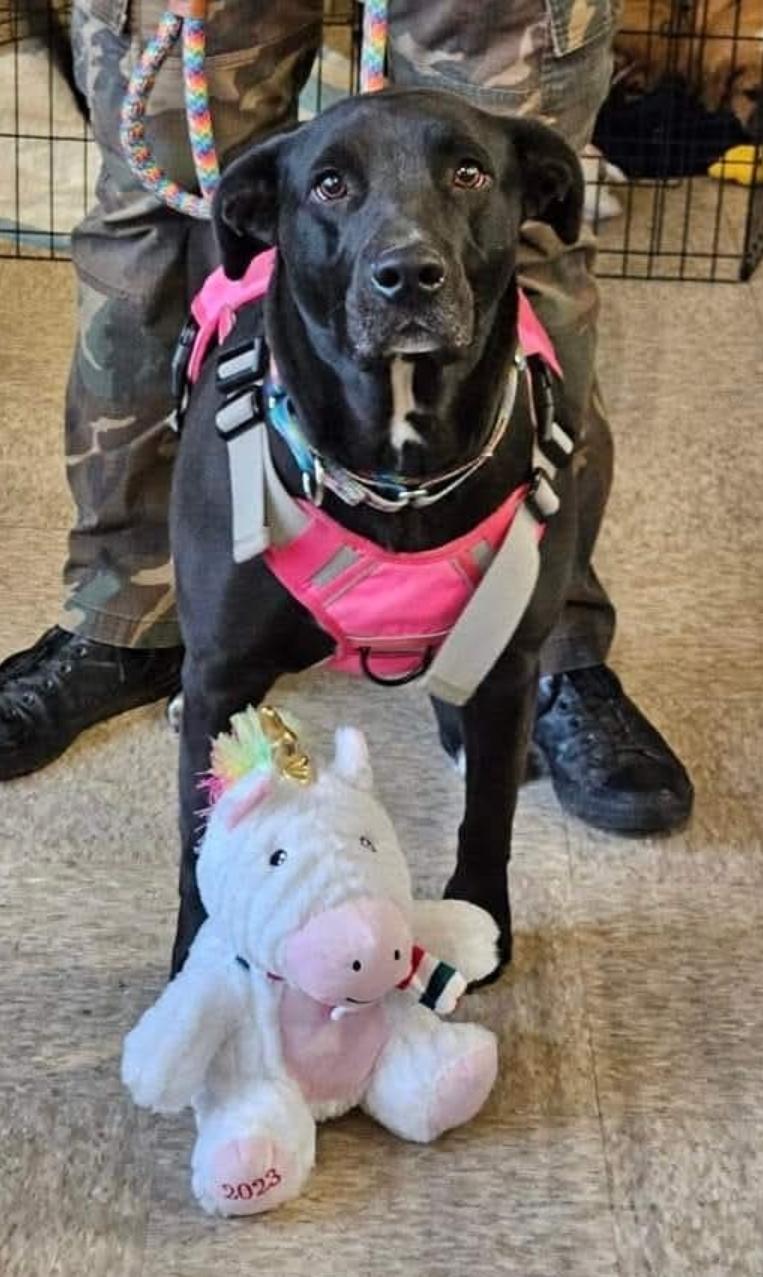 Raven, an adopted mixed breed in Selma, CA image 4/5