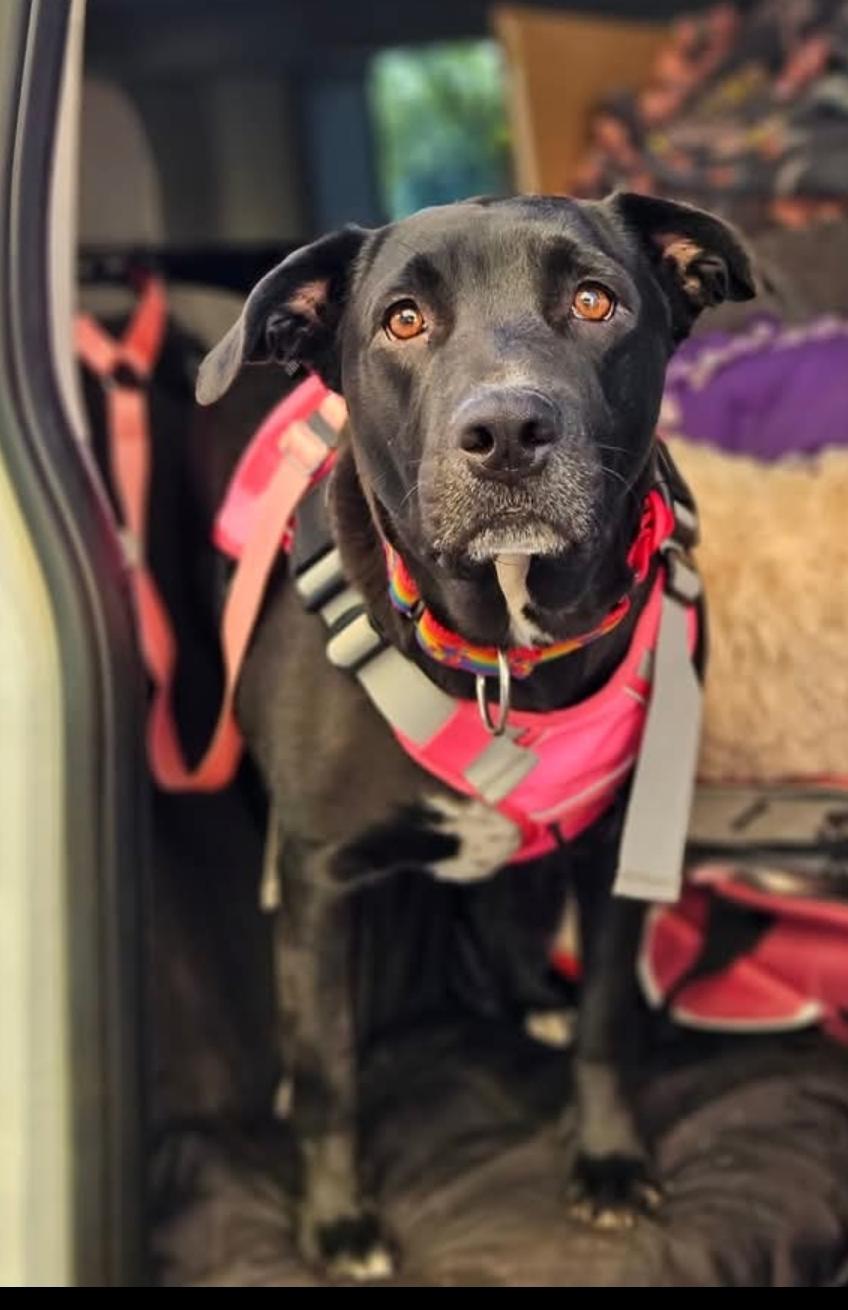 Raven, an adopted mixed breed in Selma, CA image 2/5