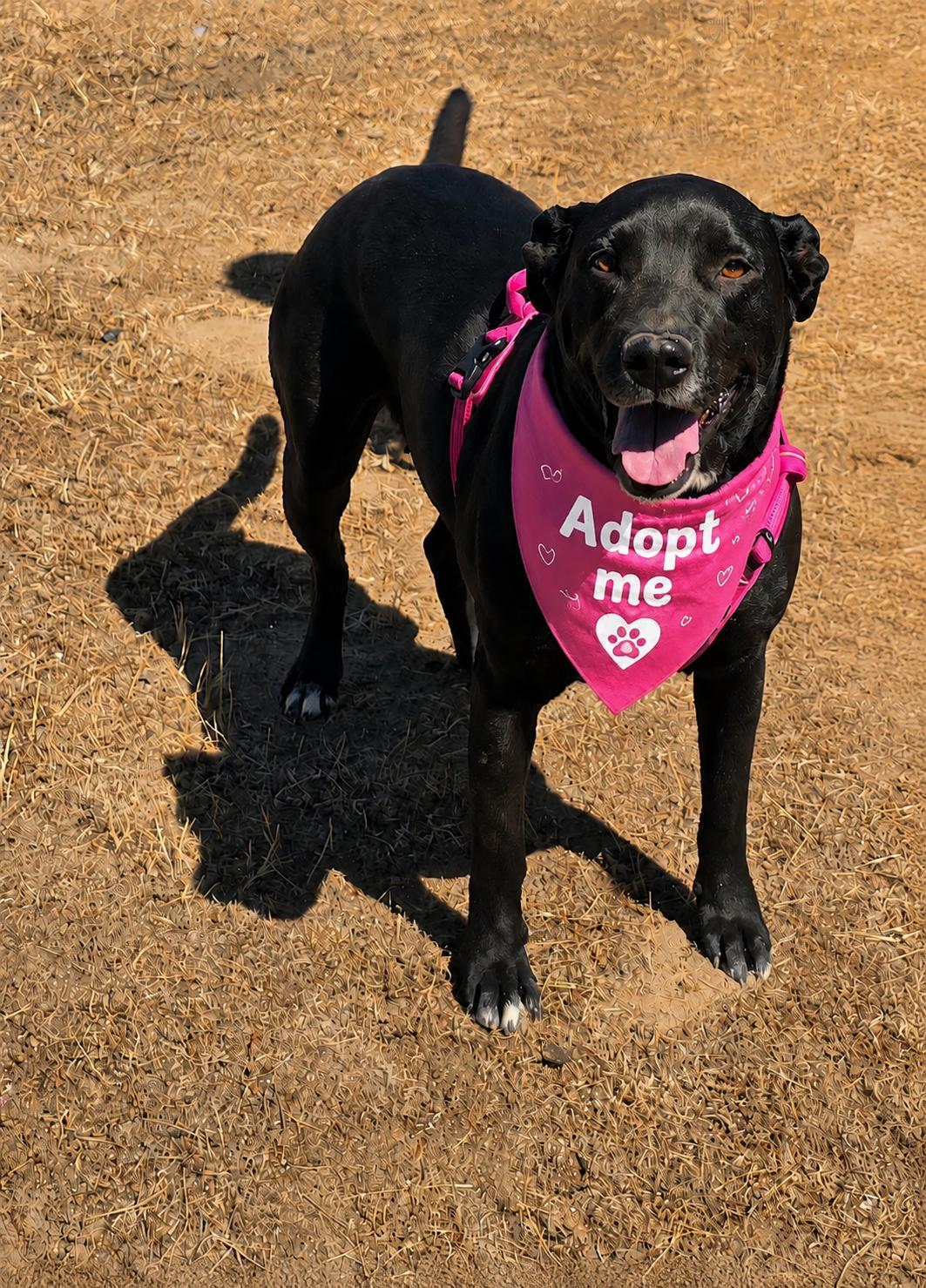 Raven, adopted, Adult Female Black Labrador Retriever.