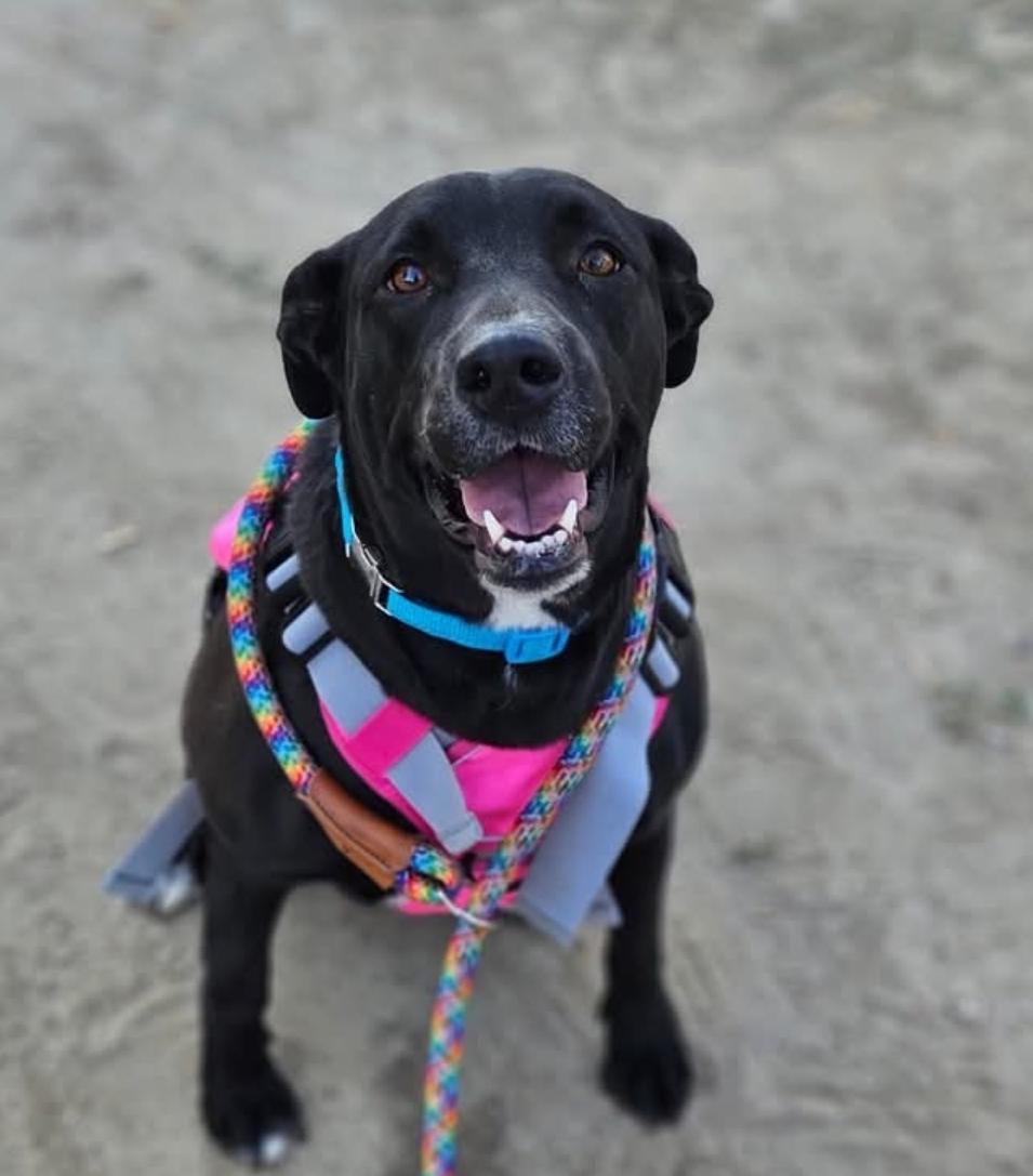 Raven, an adopted mixed breed in Selma, CA image 3/5