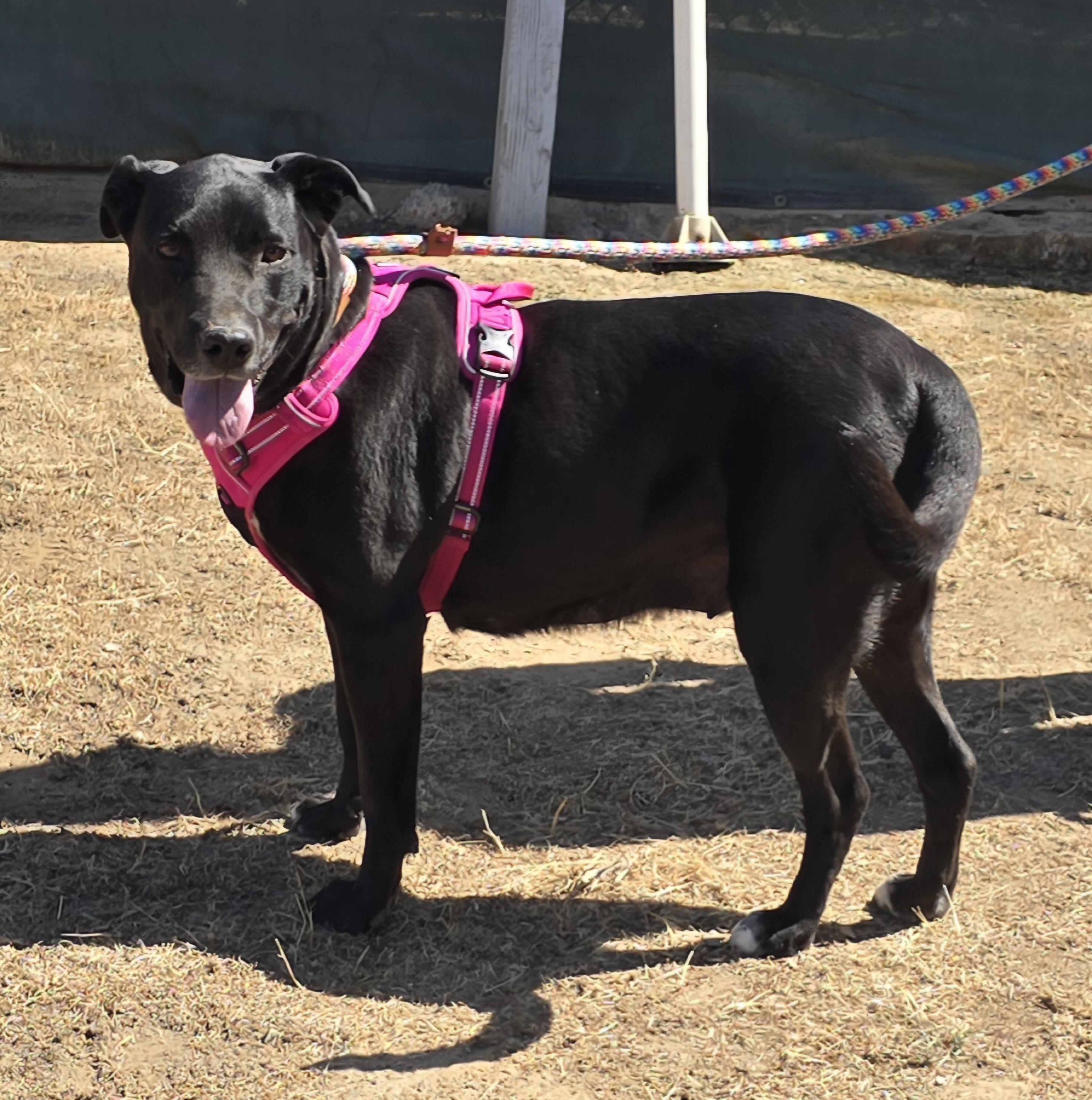 Raven, an adopted mixed breed in Selma, CA image 5/5