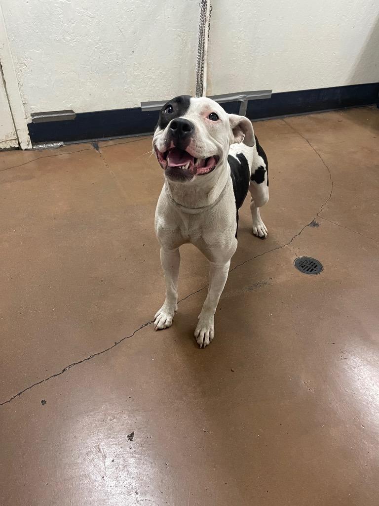 Olive, Adopted, Puppy Female Pit Bull Terrier.