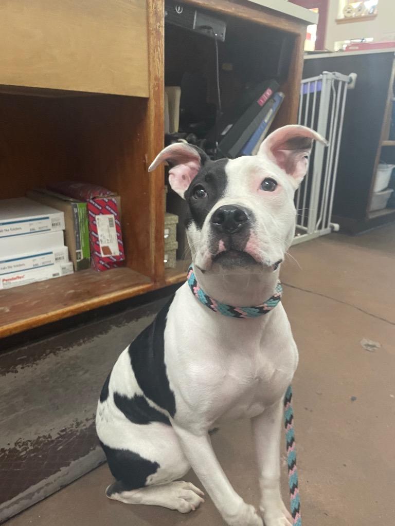 Enlarge Olive, a Adopted mixed breed in Chico, CA image 2/2
