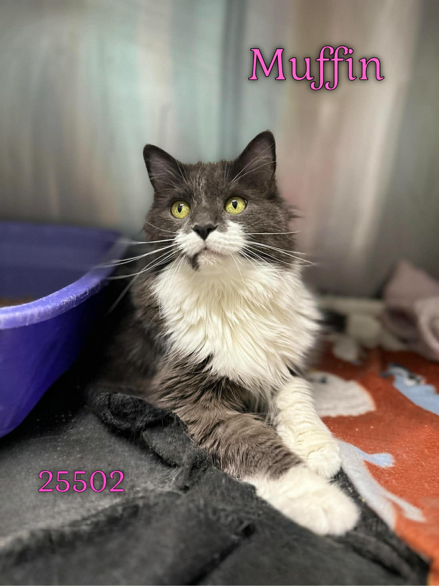 Enlarge Muffin, a ADOPTABLE Domestic Long Hair in Oak Ridge, TN image 1/3