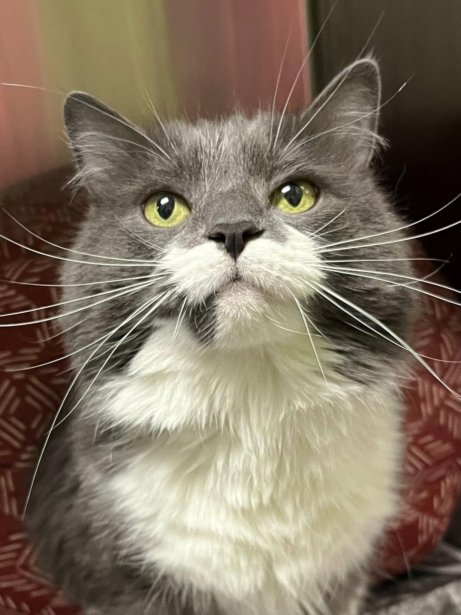 Enlarge Muffin, a ADOPTABLE Domestic Long Hair in Oak Ridge, TN image 3/3