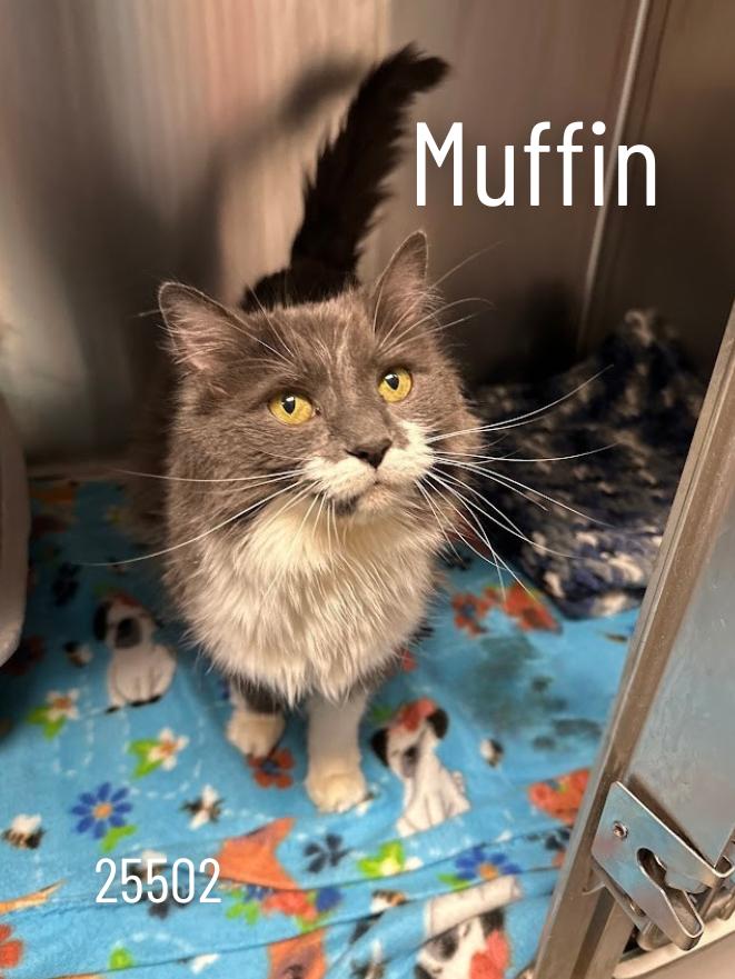 Enlarge Muffin, a ADOPTABLE Domestic Long Hair in Oak Ridge, TN image 2/3